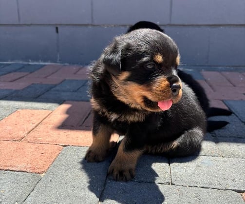 Rottweiler