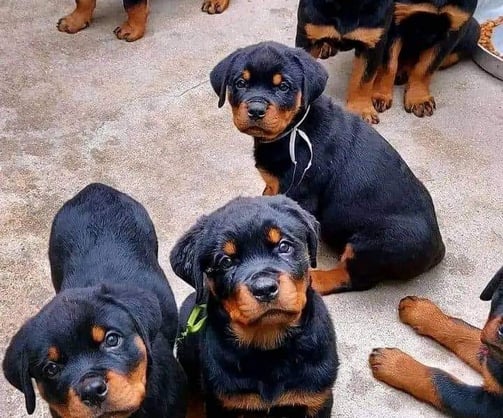 Rottweiler