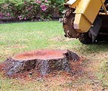 Stump Grinding