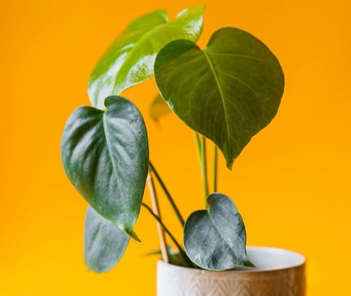 Juvenile Monstera deliciosa with non-fenestrated leaves