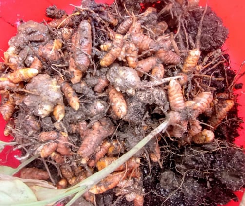 Yuma Eco Farm - organic Curcunin for cooking on the farm