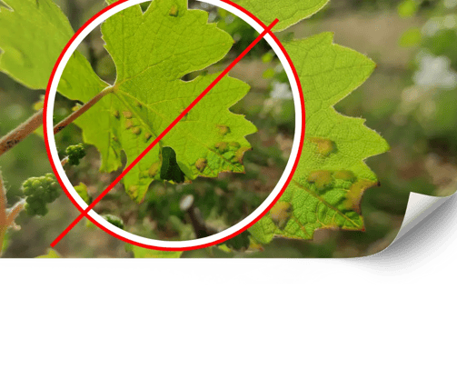 Ökologischer Pflanzenschutz in Mallorcas Weinbergen
