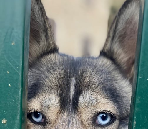 chiens aux yeux bleus en pension chez nanette