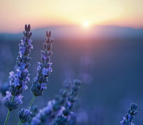 Campo de lavanda ao pôr do sol representando clareza, união interior e harmonia sutil do ser