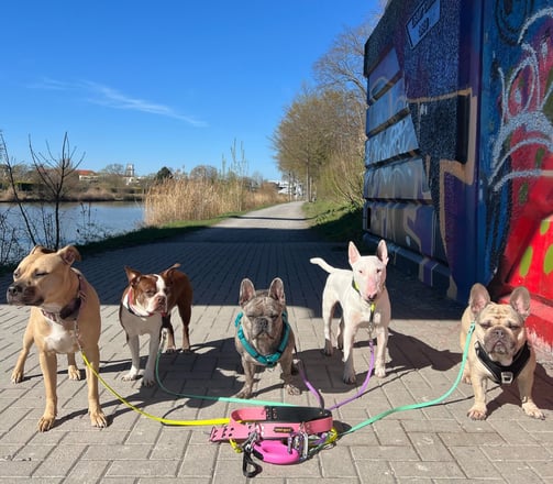 5 Hunde bei der Dogwalking Vormittagsgruppe in Hannover