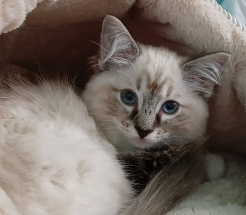 Ragdoll dagli occhi azzurri