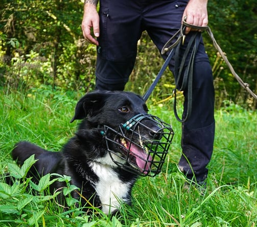 Hund mit Maulkorb im Gassi-Service
