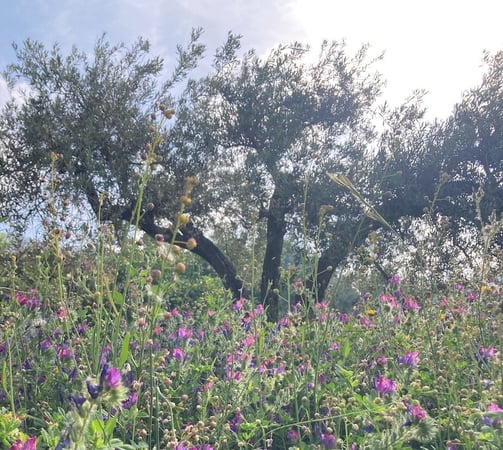 Field of wildflowers with purple and pink blooms, tall grasses, and olive trees in the background under a sunny sky.
