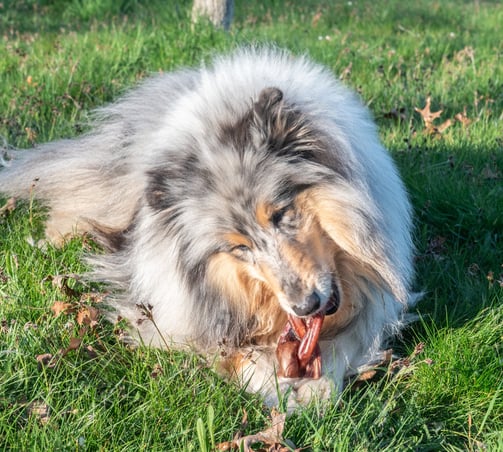 snacks mastication chien