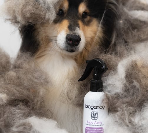 démêlants pour chien