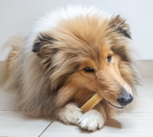 fromage de l'himalaya pour chien