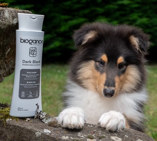 shampooings naturels pour chien