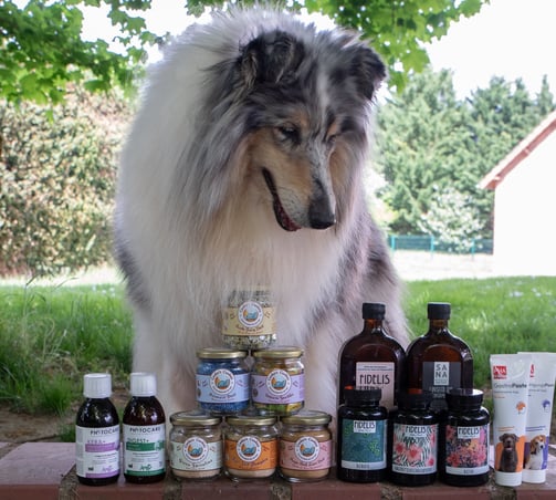 meilleurs compléments alimentaires pour chien