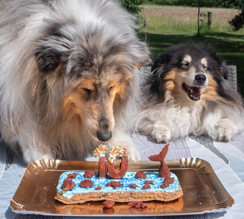 gâteau d'aniverssaire pour chien