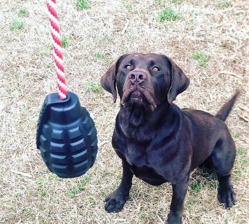 jouets pour chien