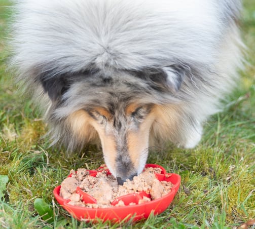 alimentation natural pour chien