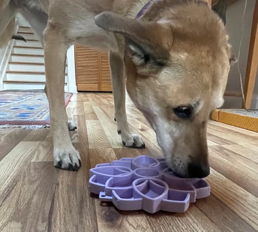 meilleures gamelles pour chien