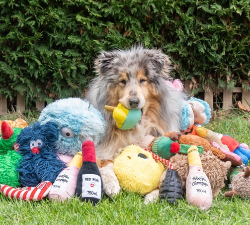 meilleurs jouets pour chien