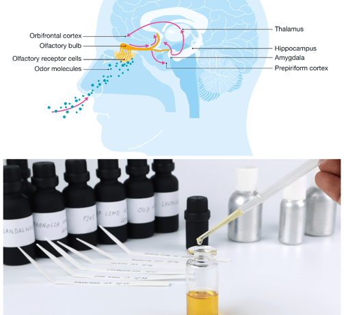 anatomia olfato y laboratorio de fragancias