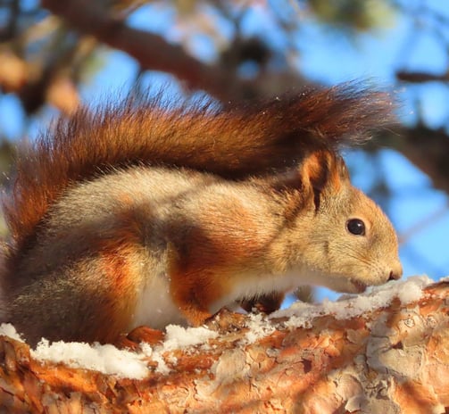 Eichhörnchen frisst Schnee