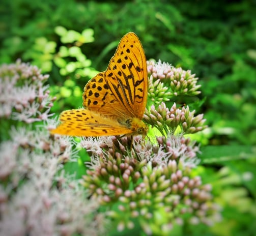Schmetterling