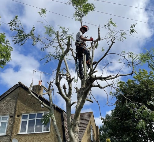 tree cut services