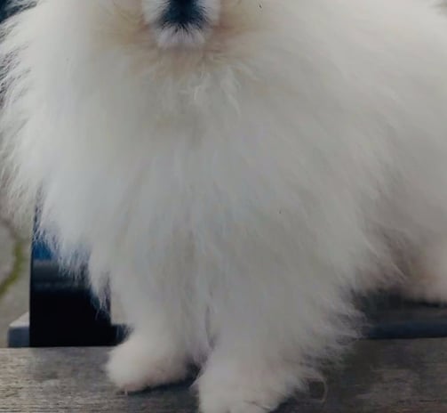 Pomeranian de calidad en México