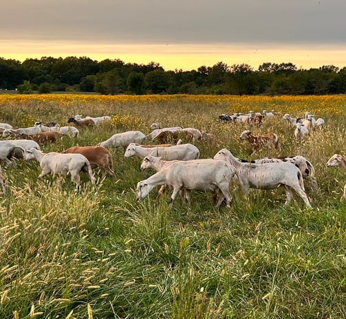 flock of sheep grazing in a field of flowers