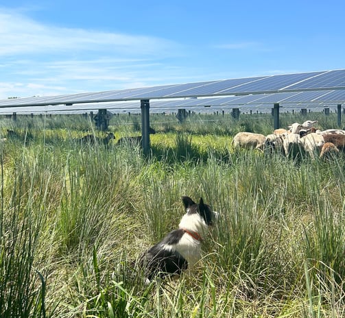 border collie watching sheep graze in solar field