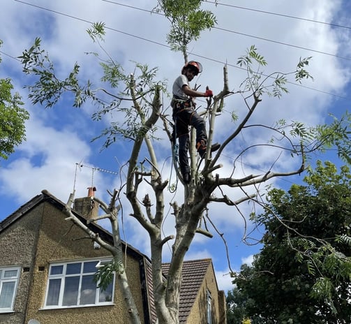 tree cut services