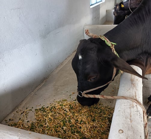 a cow is eating hay in a trough