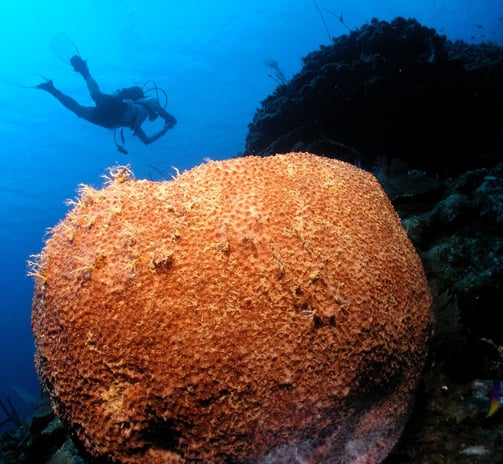 buceo Cayos Zapatillas Belice Escuela de buceo Puerto Cortes Honduras