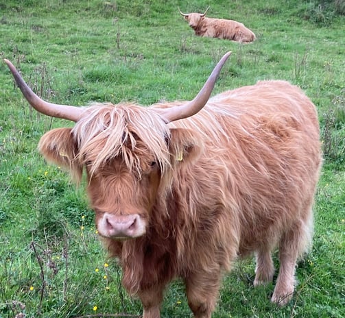 Highland Cow beside Balgavies Loch and Nature Reserve