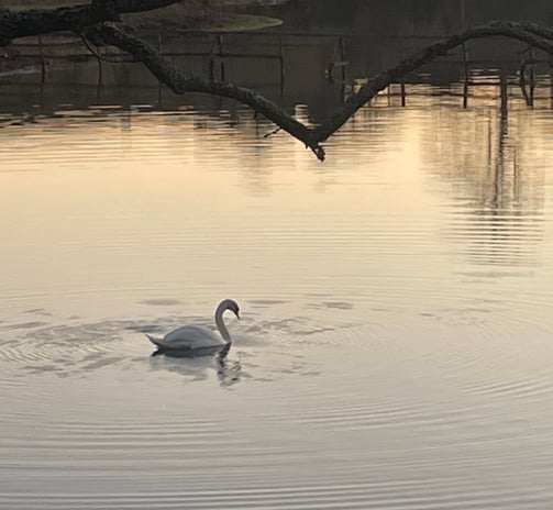 Swan on Balgavies Loch at Sunset