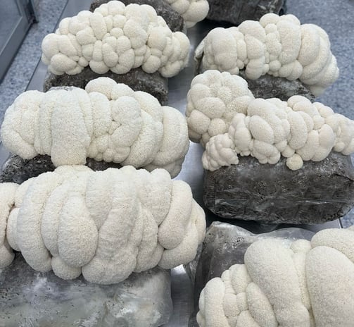 Greg Shroomiez