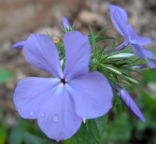 tall garden phlox purple flower
