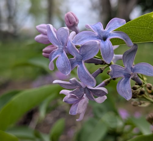 lilac bloom