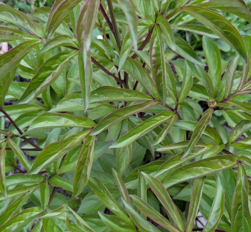 peony plant leaves