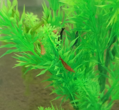 neocaridia shrimp in aquarium