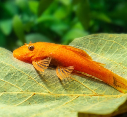 a super red pleco fish that is sitting on a leafy leaf