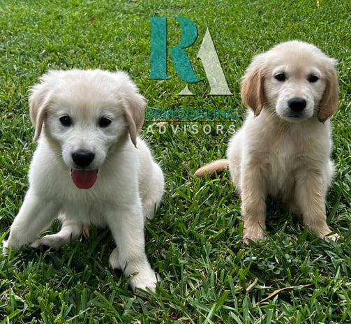 Golden Retriever mascot of Remodeling Advisors bringing joy to our Austin-based home renovation team.