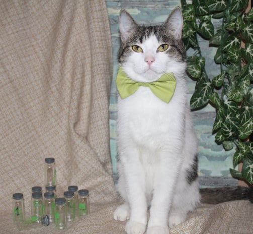One of our domestic cats