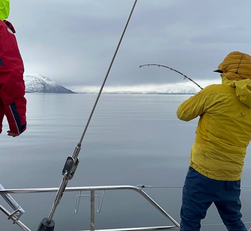 Pêche aux cabillaud en Norvège depuis un voilier