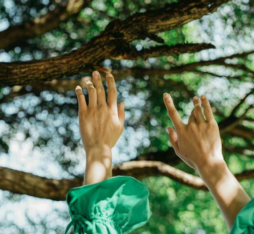 a person reaching up into a tree