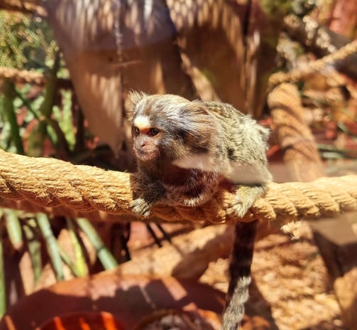 a monkey sitting on a branch of a tree in Agadir crocopark