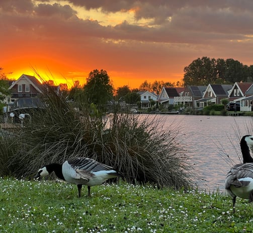 a group of geese in a field with houses in the background, Zuytland-Buiten Simonshaven, Zuid-Holland