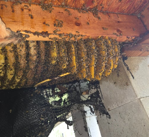 an active beehive under a structure