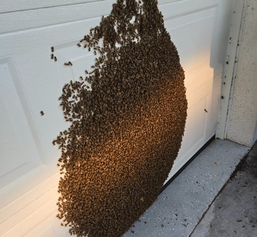 a swarm of bees on a garage door