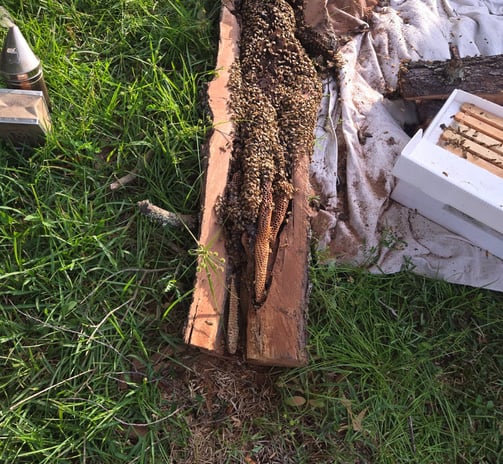a beehive in a tree log