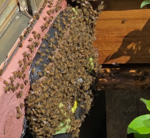 a swarm of bees on a roof top